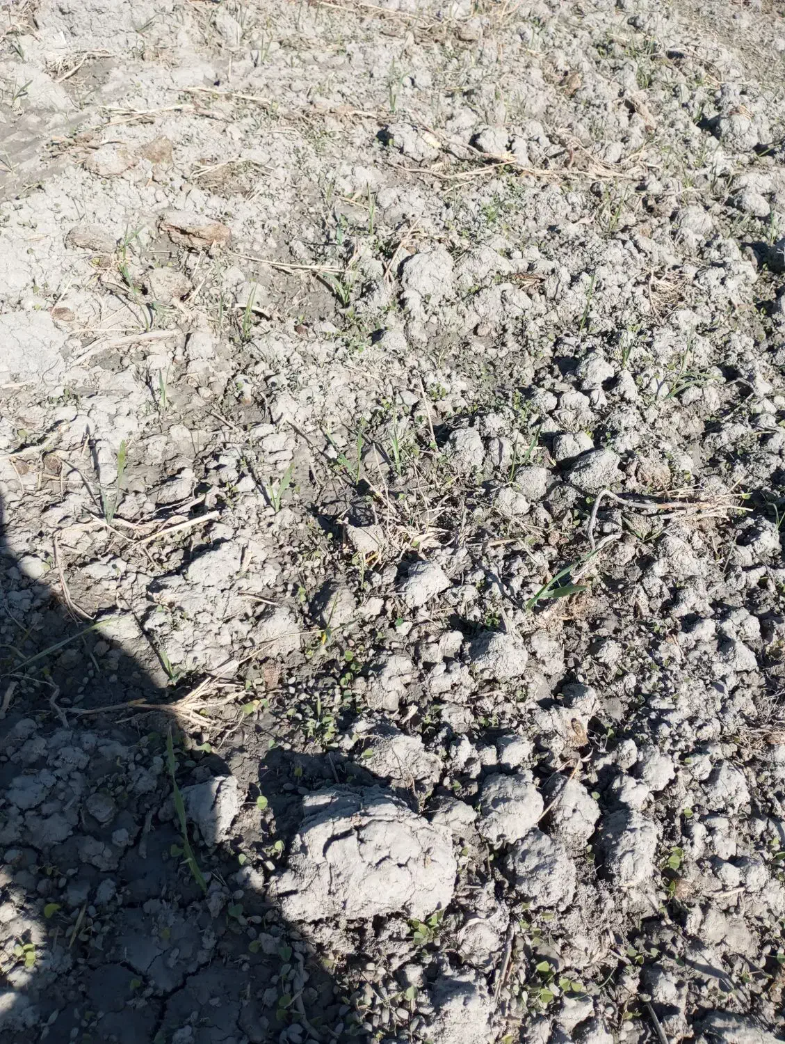 بذر یونجه تضمینی برا روشت|خدمات باغبانی و درختکاری|محمدبار, |دیوار