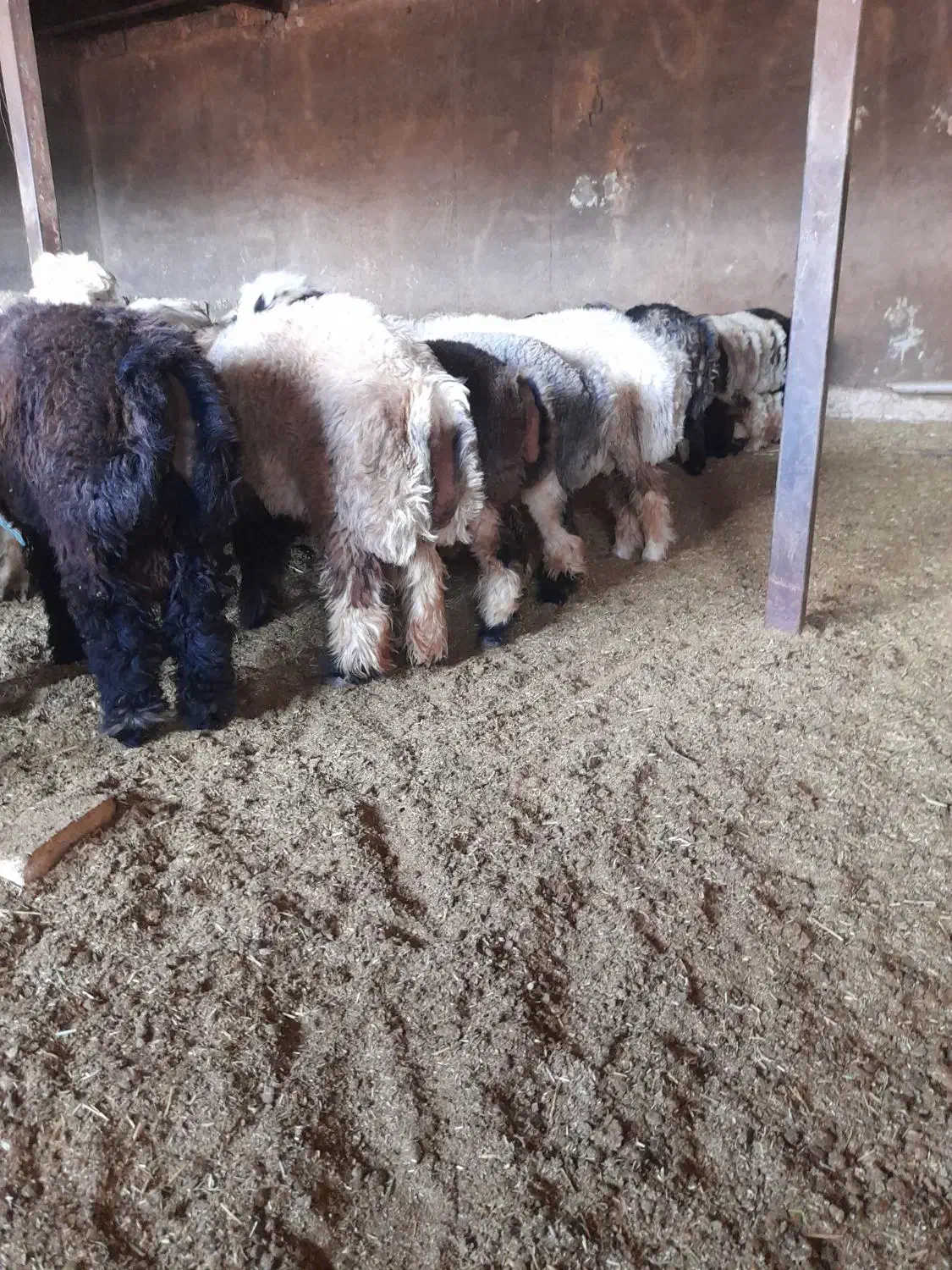 بره چاق|حیوانات مزرعه|بیضا, |دیوار