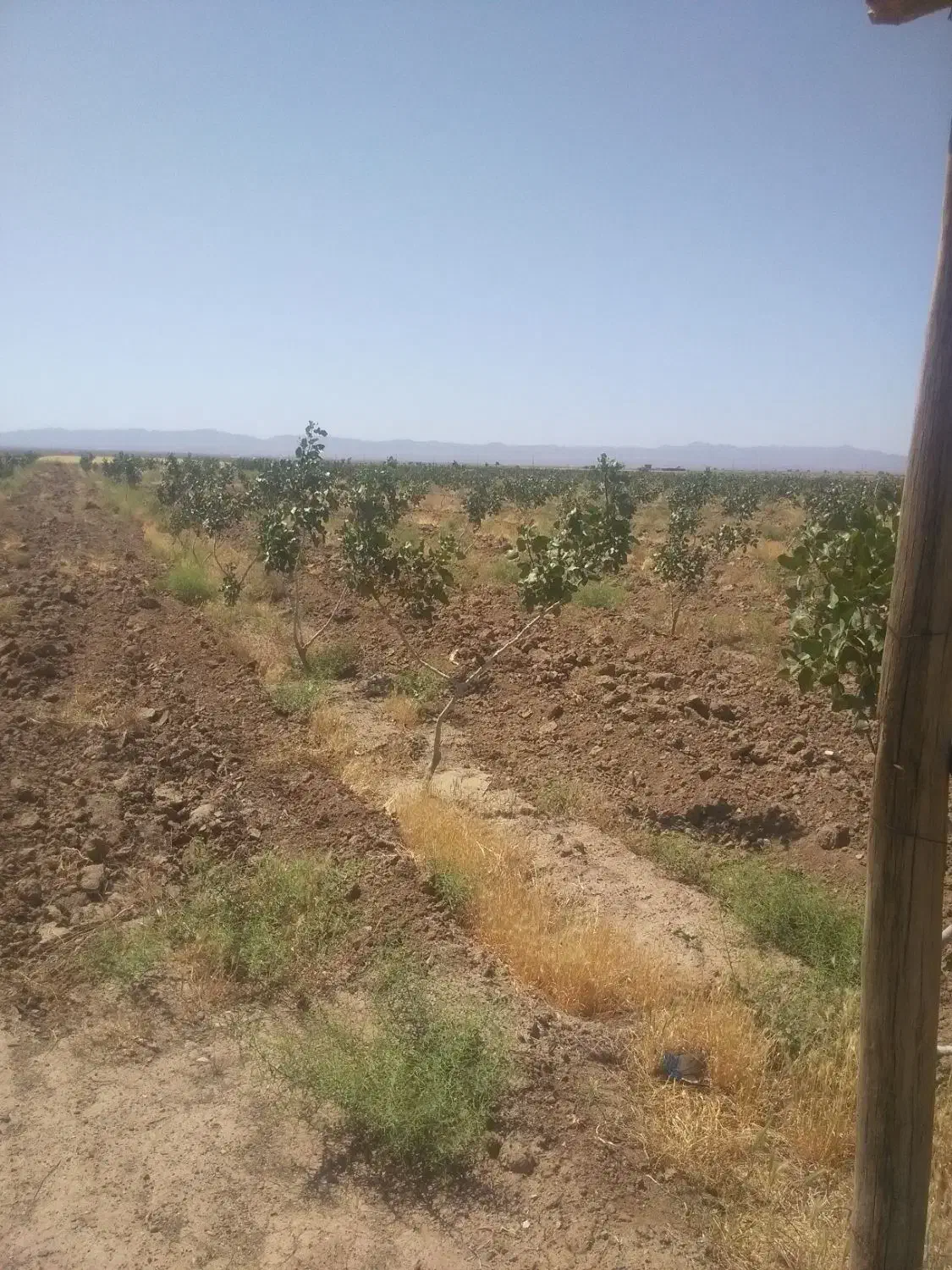 زمین رواب|فروش زمین و ملک کلنگی|روداب, |دیوار