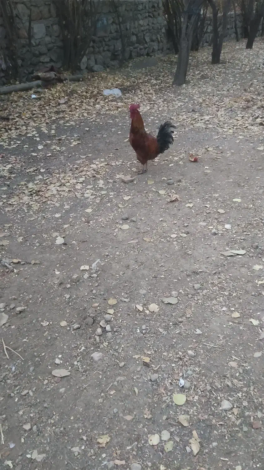 خروس محلی|حیوانات مزرعه|سیسخت, |دیوار