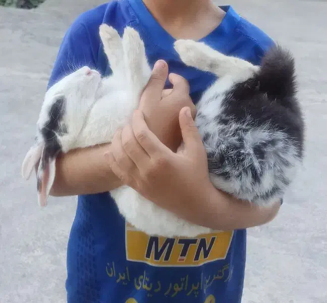 خرگوش اهلی|موش و خرگوش|بوشهر, |دیوار