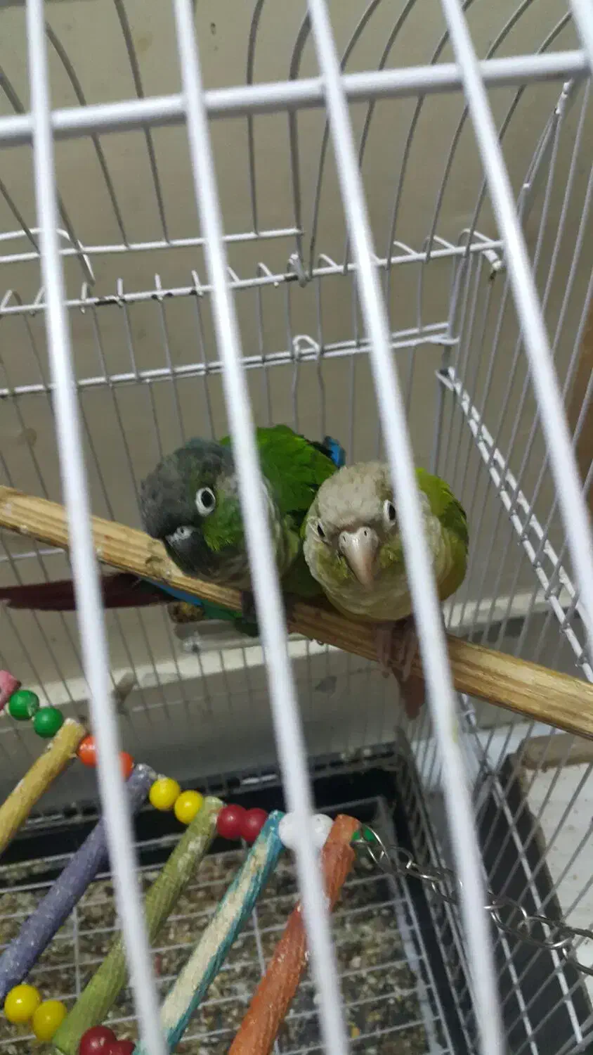 طوطی گریینچیک|پرنده|مشهد, عیدگاه|دیوار