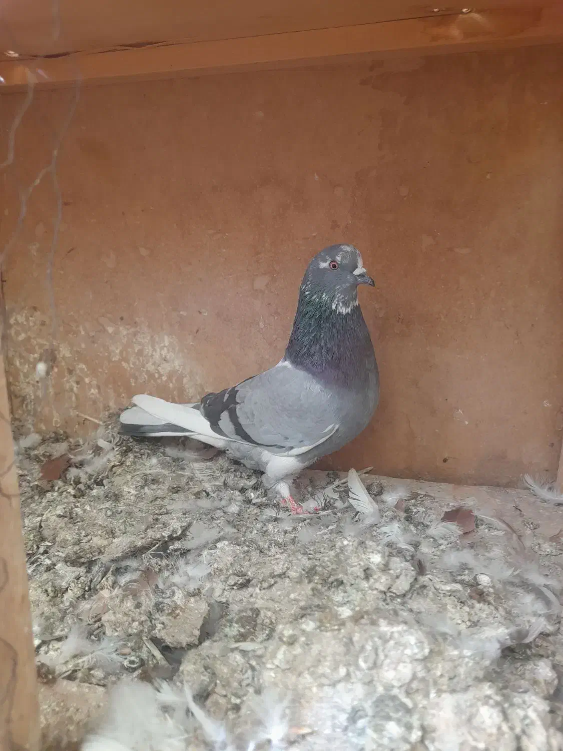 کفتر پرشی|پرنده|رباط‌کریم, رباط‌کریم|دیوار