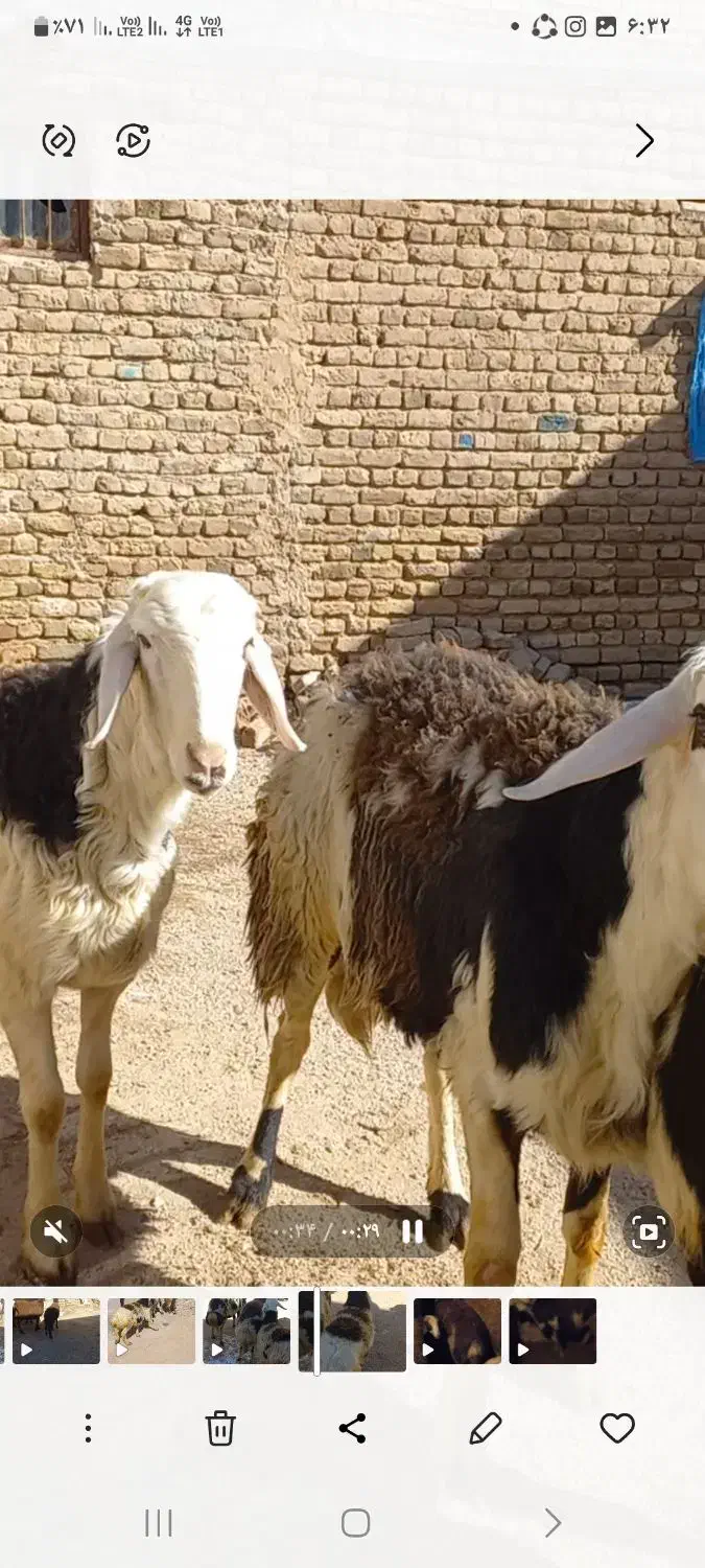 قوچ گله|حیوانات مزرعه|اشترینان, |دیوار