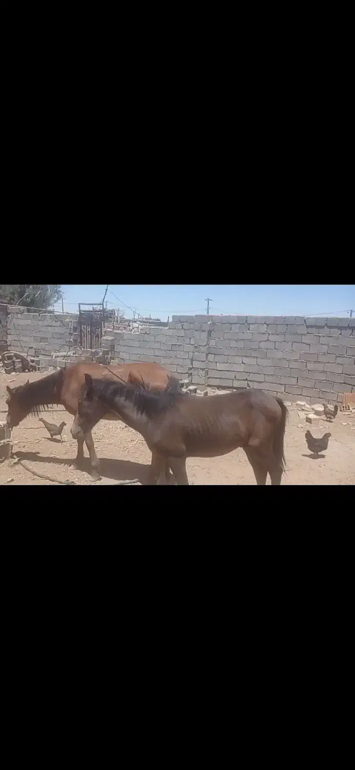 فروش اسب کردمادیون وکره|اسب و تجهیزات اسبسواری|سیرجان, |دیوار