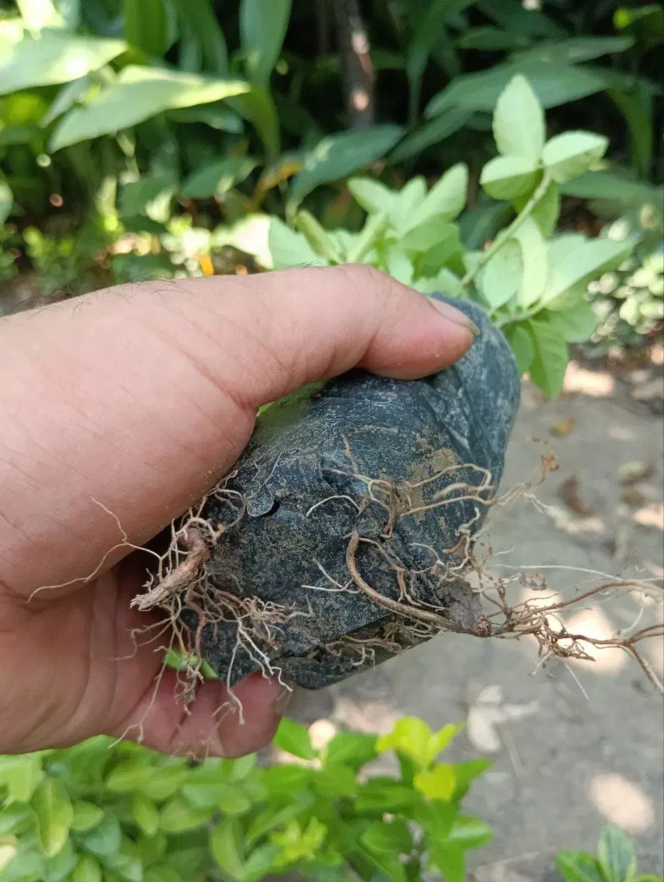 شمشاد طلایی نایلکس|گل و گیاه طبیعی|بابل, |دیوار