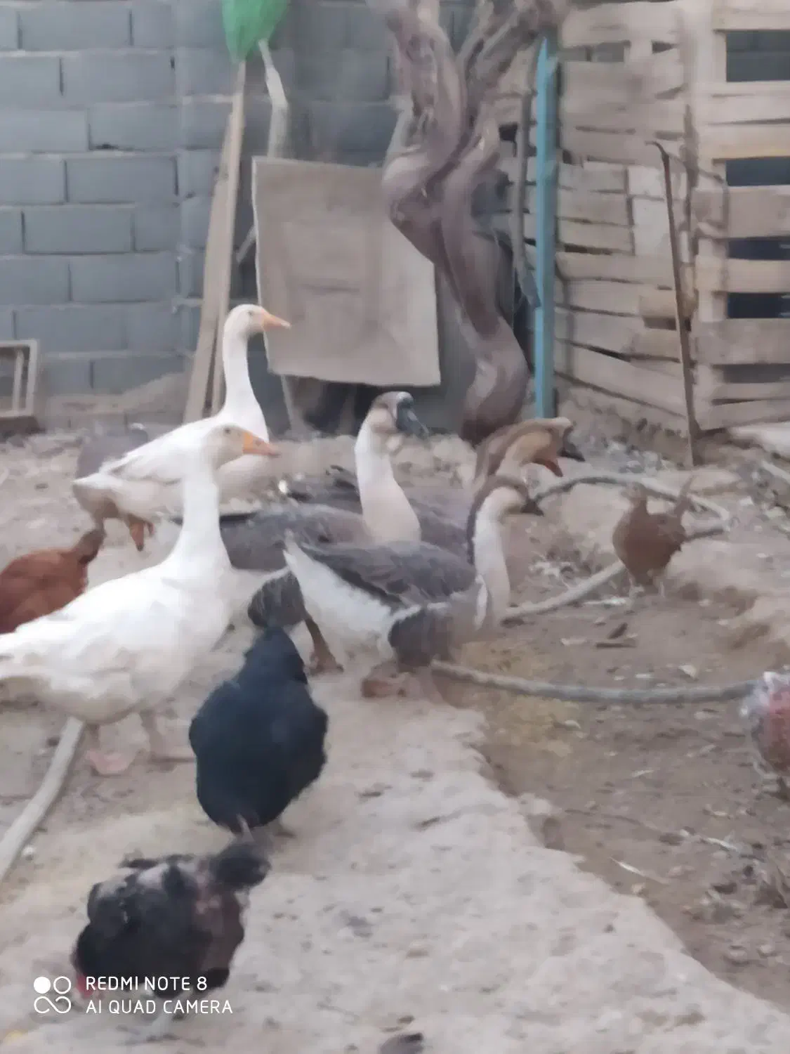 غاز و قوغاز|حیوانات مزرعه|پیشوا, |دیوار