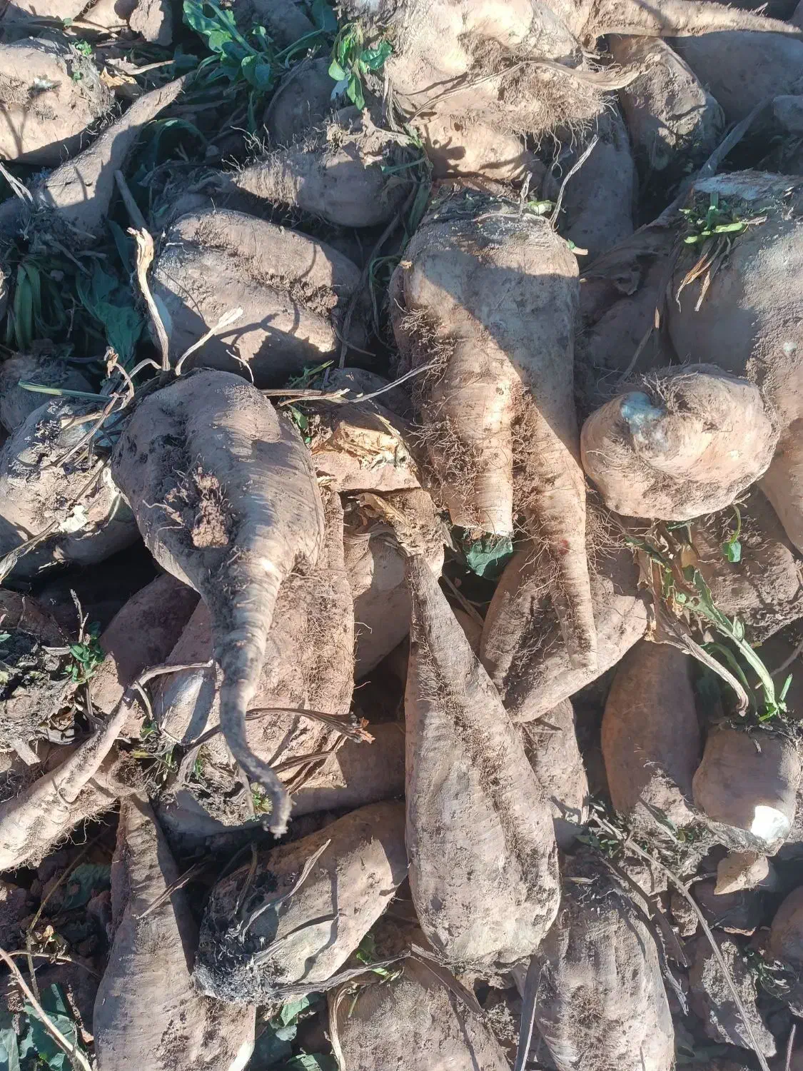 جغندر قند|خوردنی و آشامیدنی|بشاریات, |دیوار