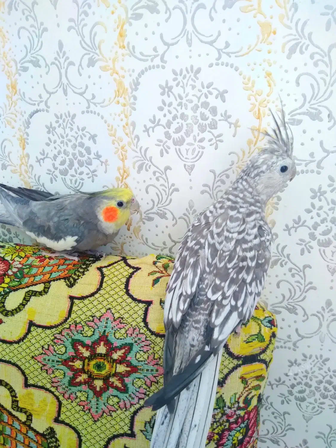 عروس هلندی|پرنده|بروجرد, |دیوار