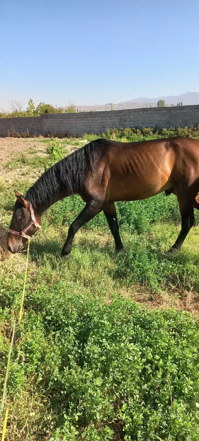 اسب نریان ۶ساله|اسب و تجهیزات اسب‌سواری|خوی, |دیوار