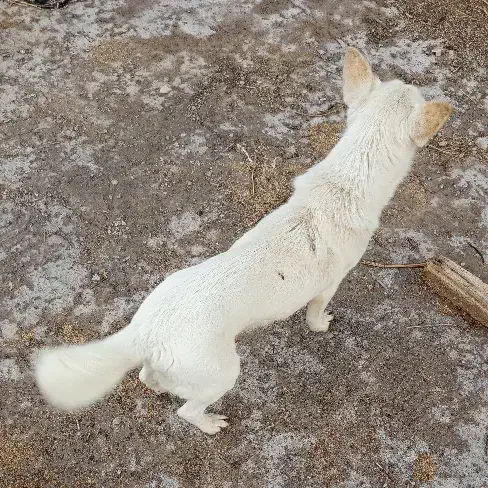 سگ پاکوتا|سگ|میانه, |دیوار