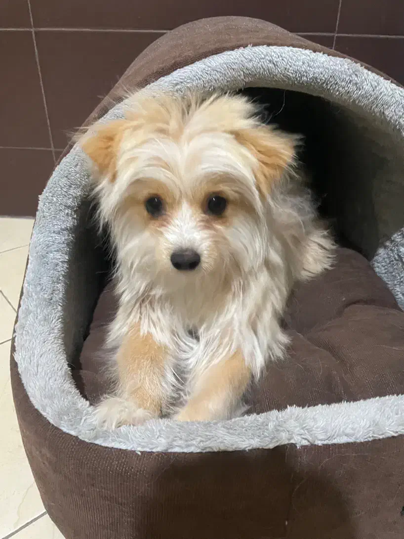 سگ پوماپو|سگ|تاکستان, |دیوار