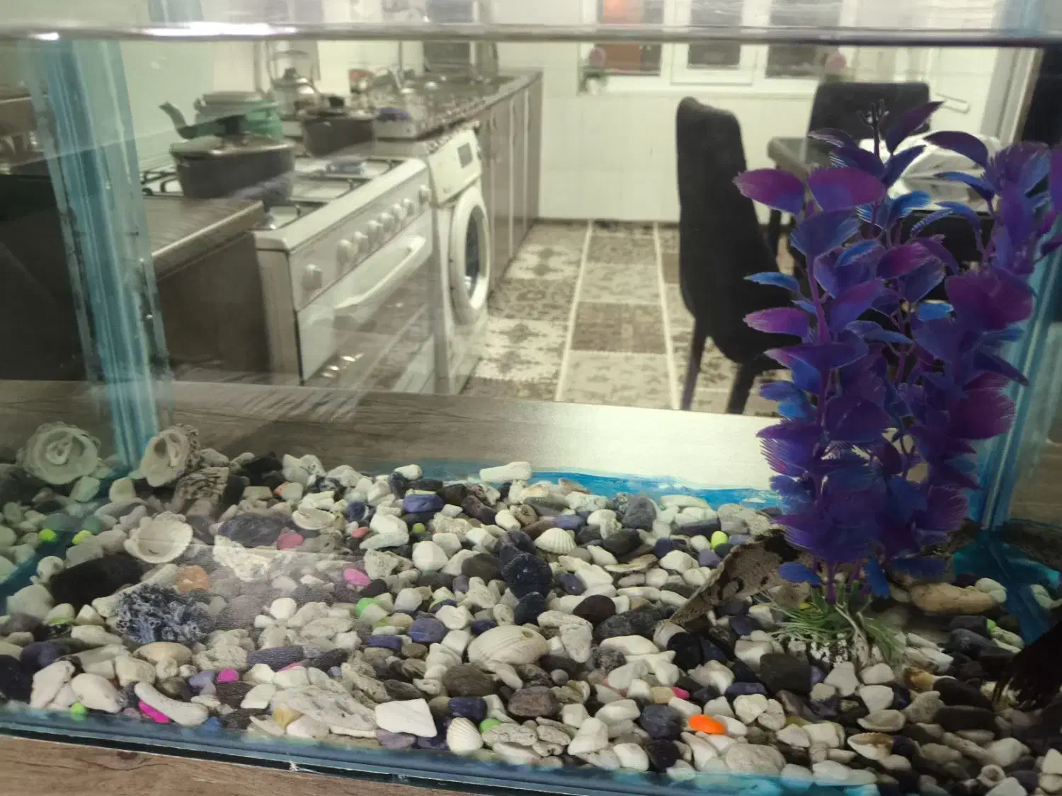 آکواریوم|ماهی|ابهر, |دیوار