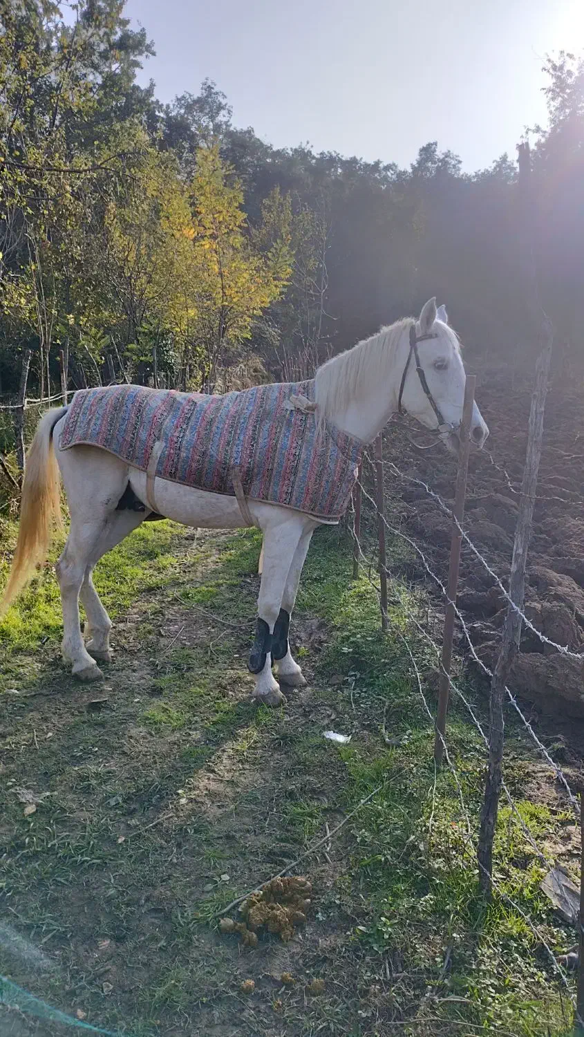 فروش نریان دوخون|اسب و تجهیزات اسب‌سواری|اسالم, |دیوار