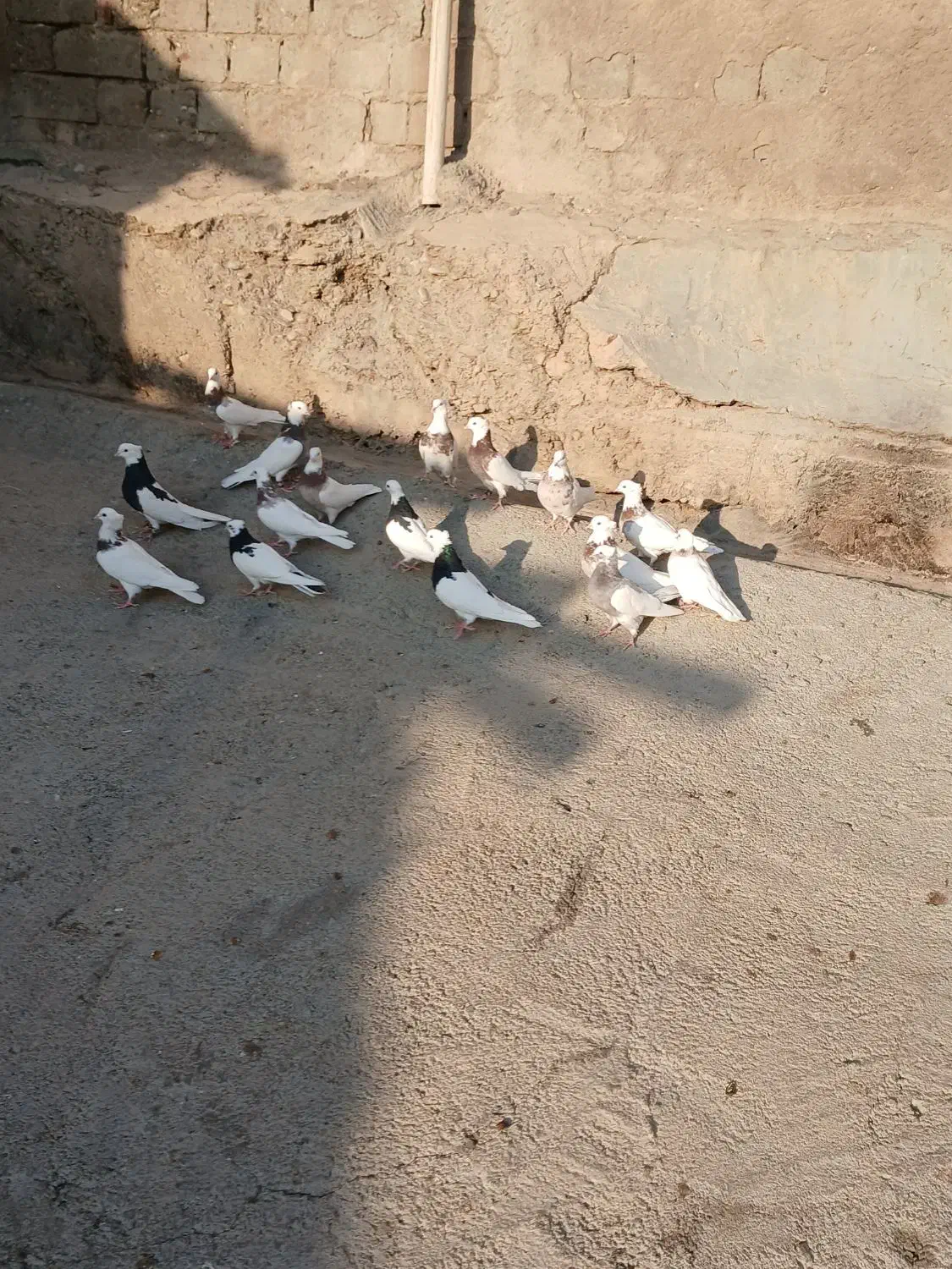 کبوتر طوقی|پرنده|صحنه, |دیوار