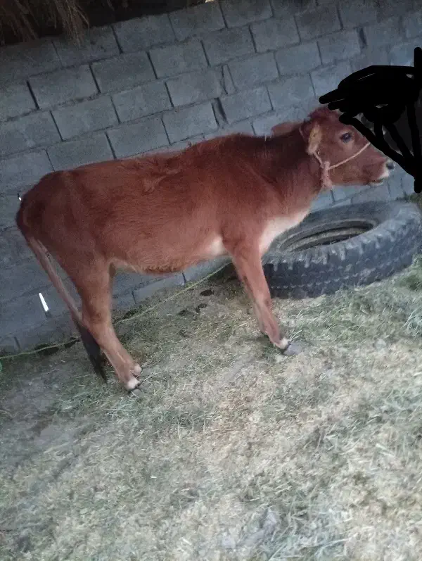 گاو|حیوانات مزرعه|بلوک, |دیوار