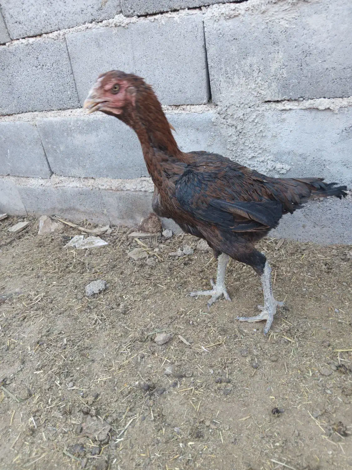 مرغ لاری|حیوانات مزرعه|گرمسار, |دیوار