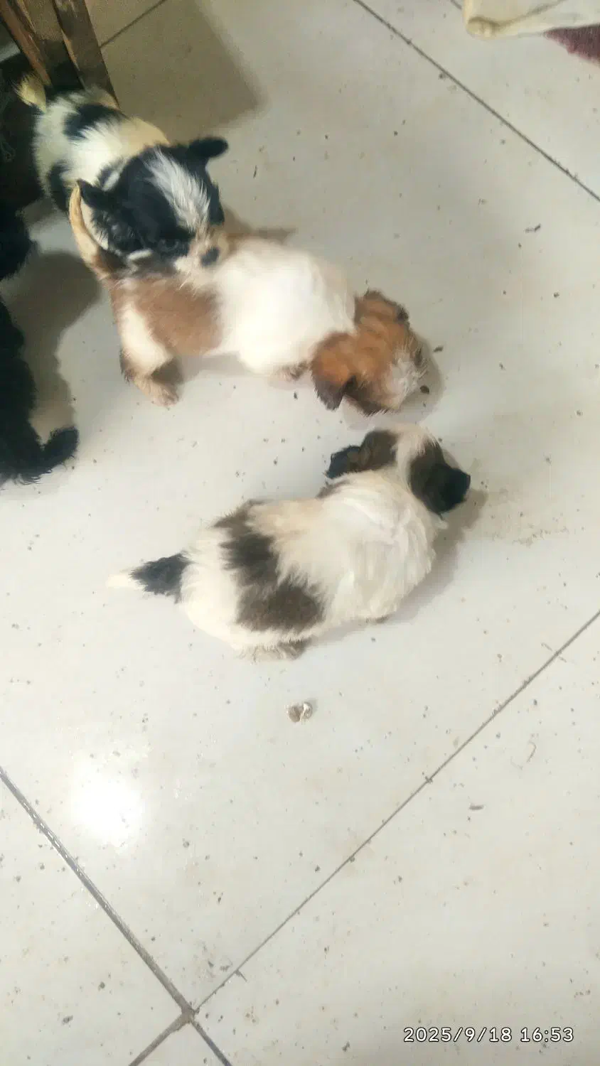 پاکوتاه|سگ|قائم‌شهر, |دیوار