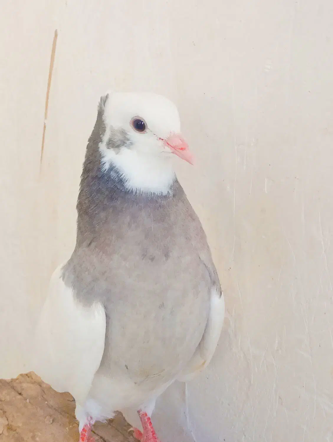 کله سفید کلاهی|پرنده|بم, |دیوار