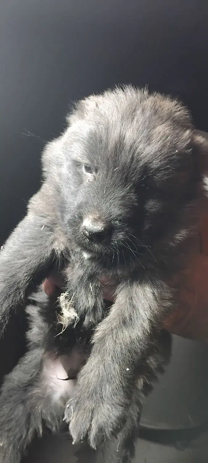 واگذری سگ قفقازی نر|سگ|کوهرنگ, |دیوار