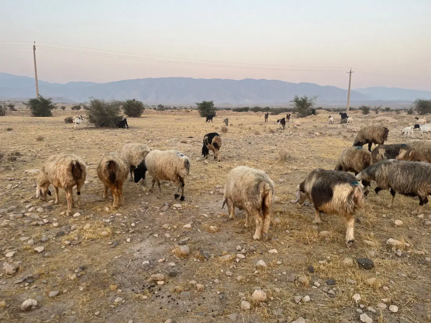 فروش 56 راس میش ترکی بختیاری  گوسفند داشتی ابستن|حیوانات مزرعه|جره و بالاده, |دیوار