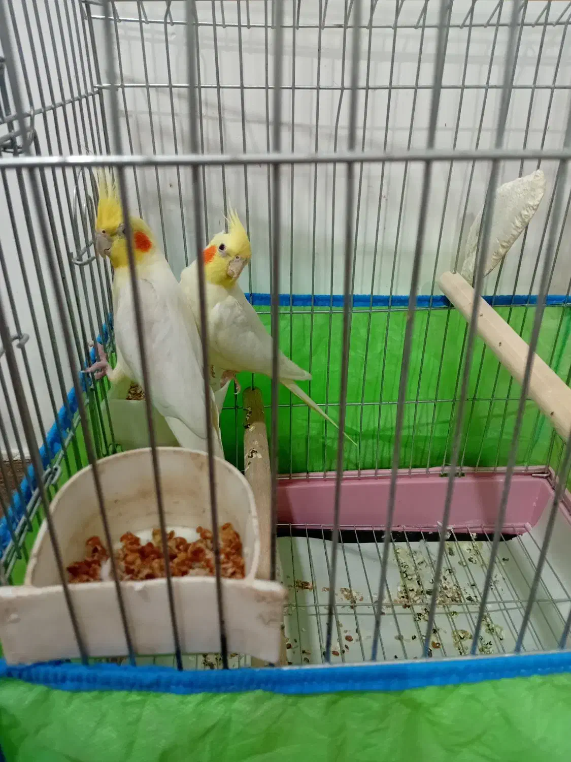 طوطی عروس|پرنده|کوچصفهان, |دیوار