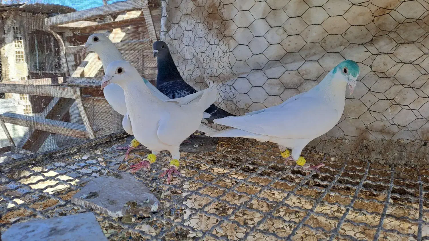 همه نر|پرنده|قزوین, |دیوار