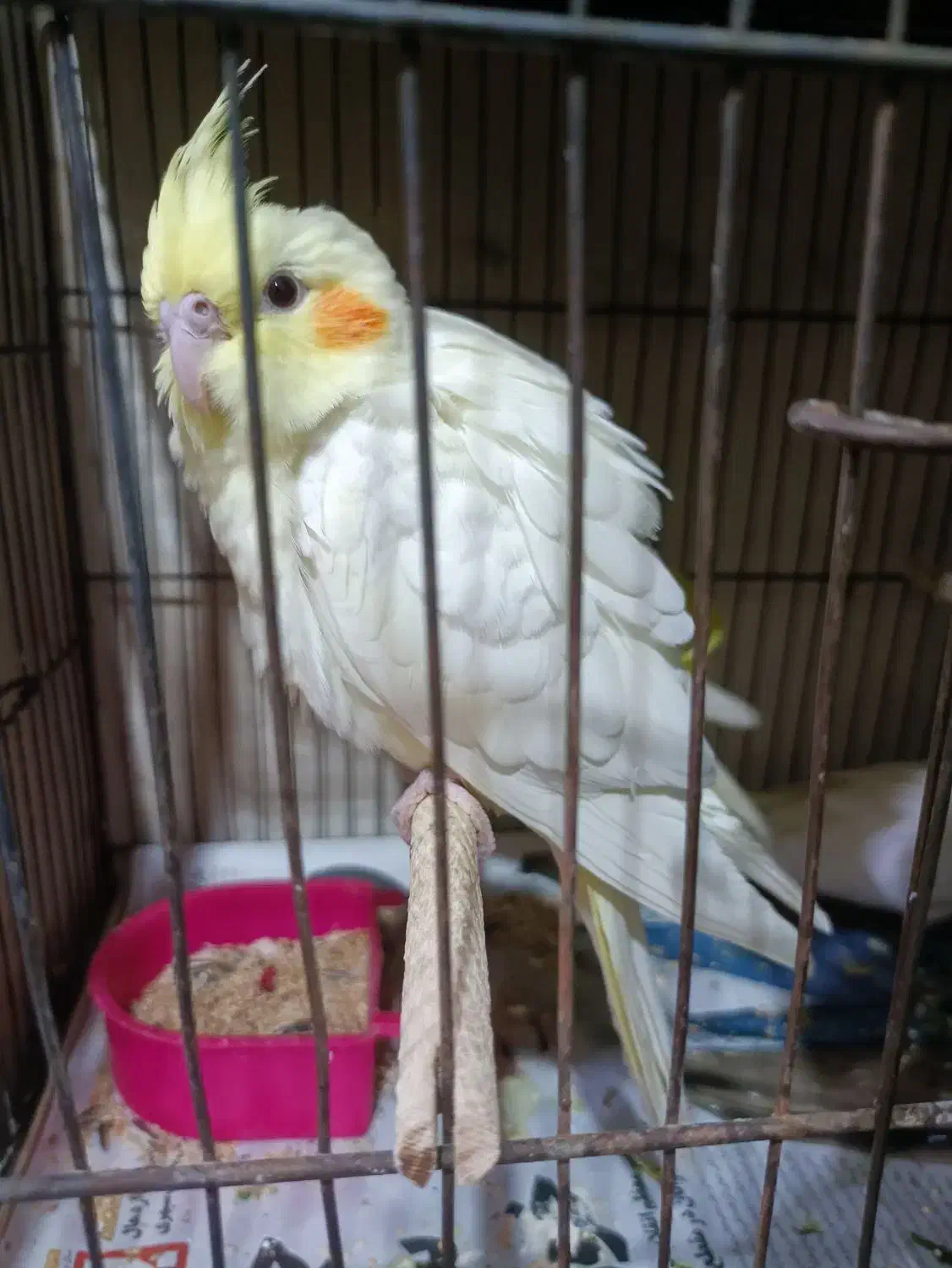 جوجه عروس|پرنده|قم, سربخش|دیوار