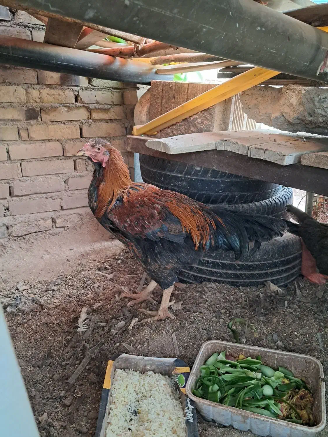 مرغ خروس|حیوانات مزرعه|رفسنجان, |دیوار