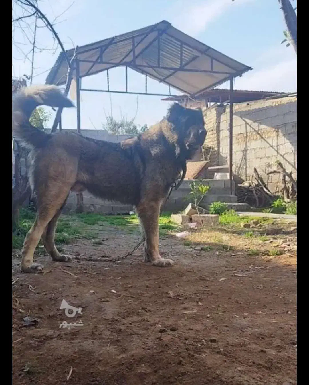 سگ سرابی ذات قدیم قد ۹۰|سگ|آشخانه, |دیوار