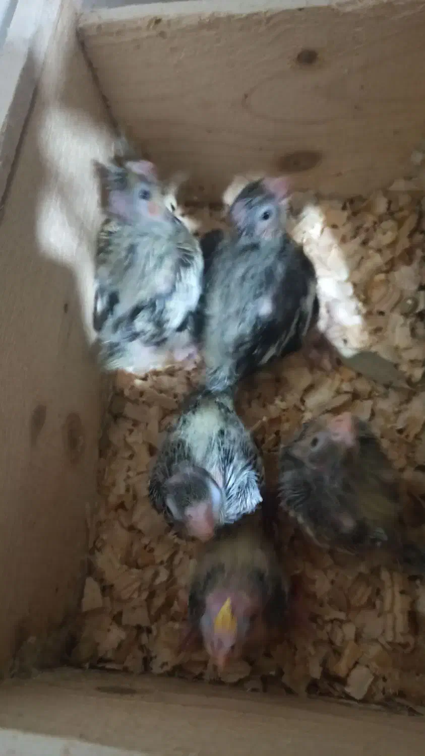 جوجه عروس سرلاکی|پرنده|کوچصفهان, |دیوار