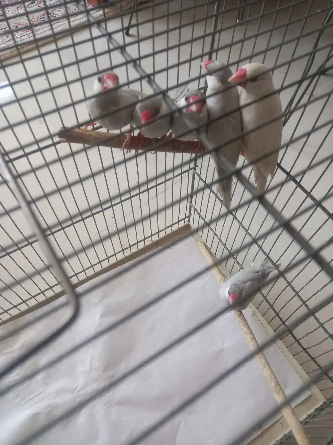 فنچ نرگسی|پرنده|قم, بنیاد|دیوار