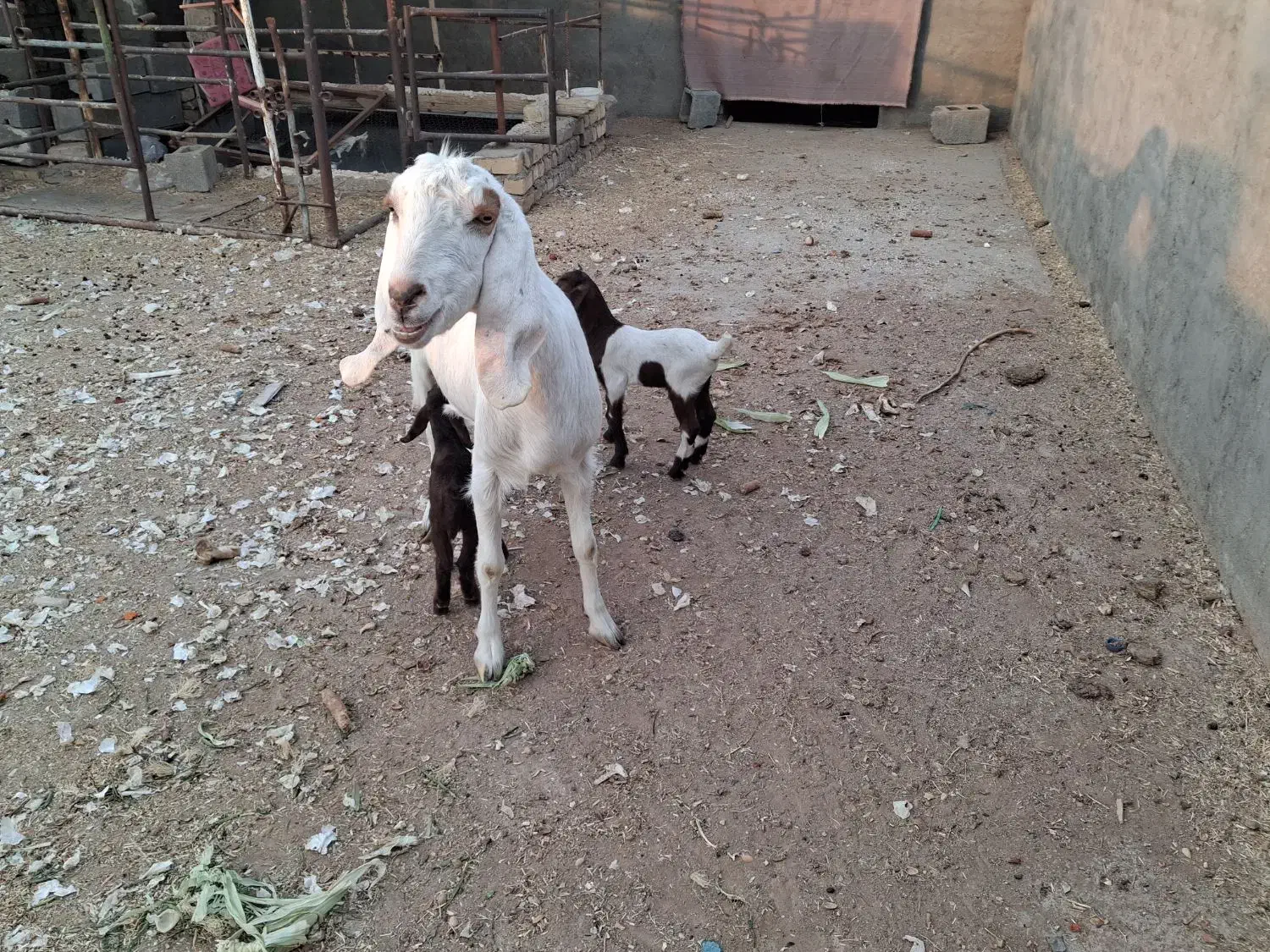 فروشی|حیوانات مزرعه|کویرات, |دیوار