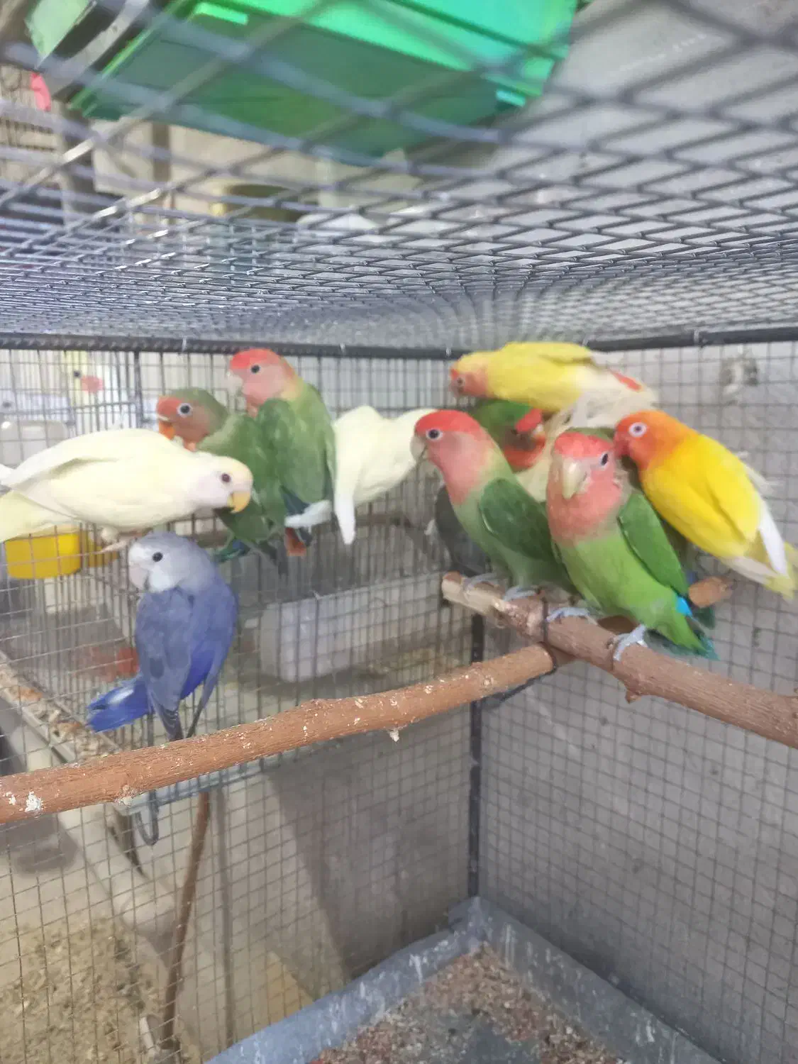 طوطی برزیلی|پرنده|گیلان غرب, |دیوار