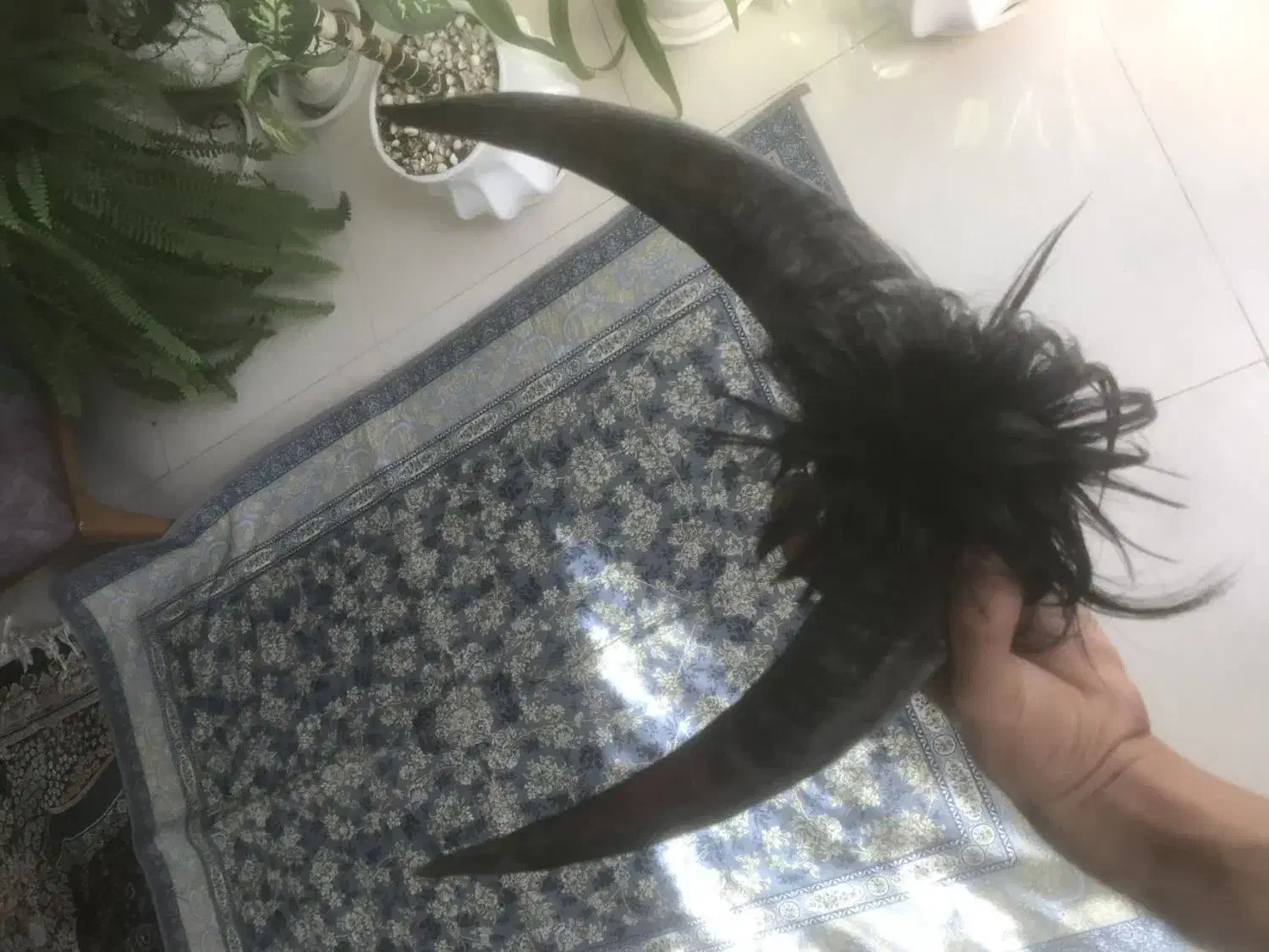 شاخ دوبور بز|کلکسیون و سرگرمی|خمینی‌شهر, |دیوار