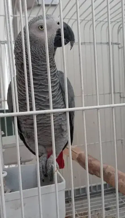 کاسکو پرکلام جمله گو پر صحبت نر ۴ ساله|پرنده|تهران, اسکندری|دیوار