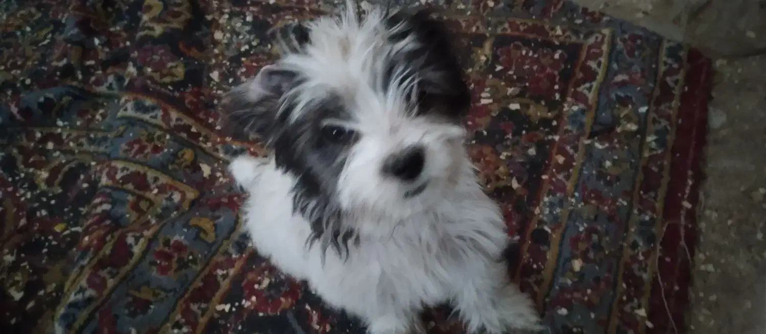 واگذاری میشه|سگ|میانه, |دیوار