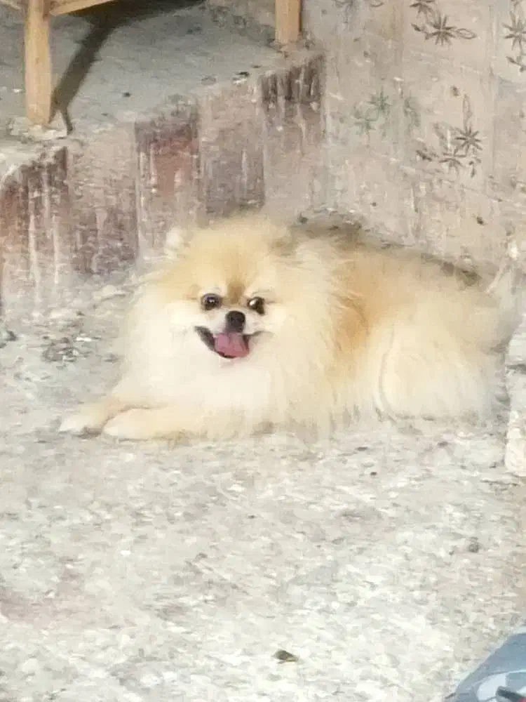 توله سگ پامر خرسی قیمت۱۰ میلیون|سگ|بندرعباس, |دیوار