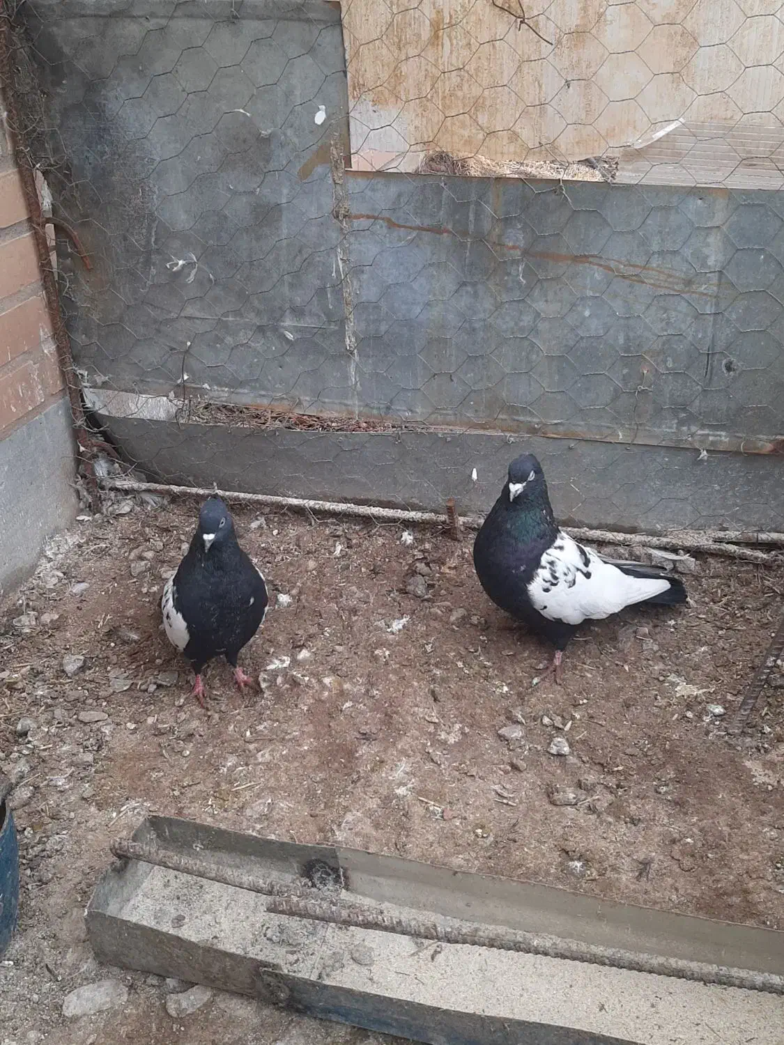 کبوتر|پرنده|بوئین زهرا, |دیوار