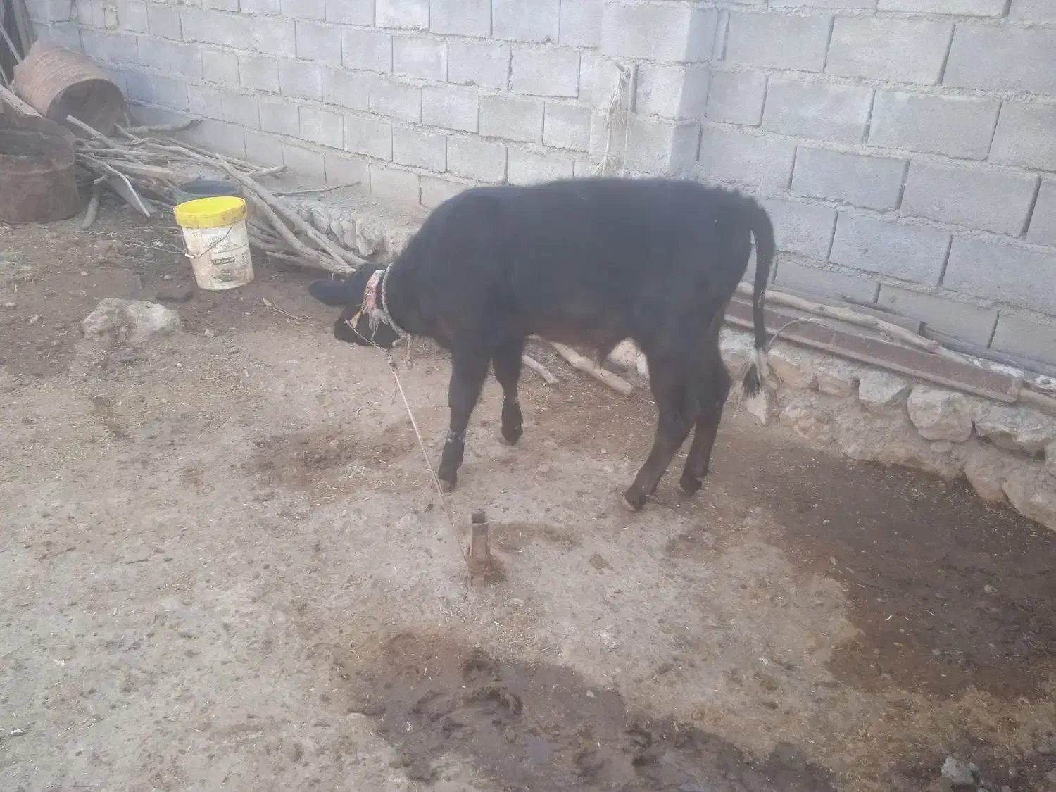 یک عددگوساله نر پروار|حیوانات مزرعه|دره شهر, |دیوار