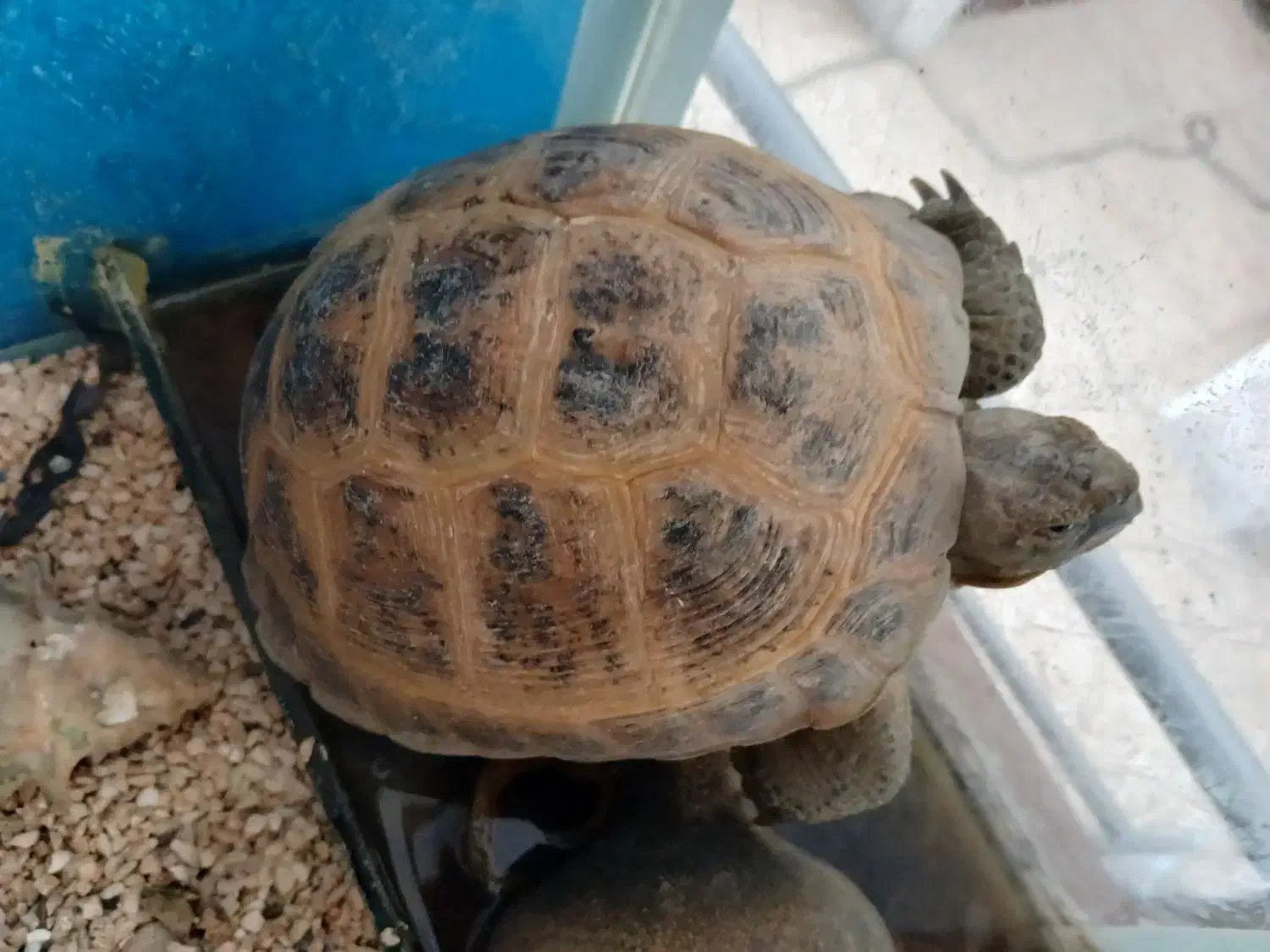 واگذاری خانگی|خزنده|مشهد, نکاح|دیوار