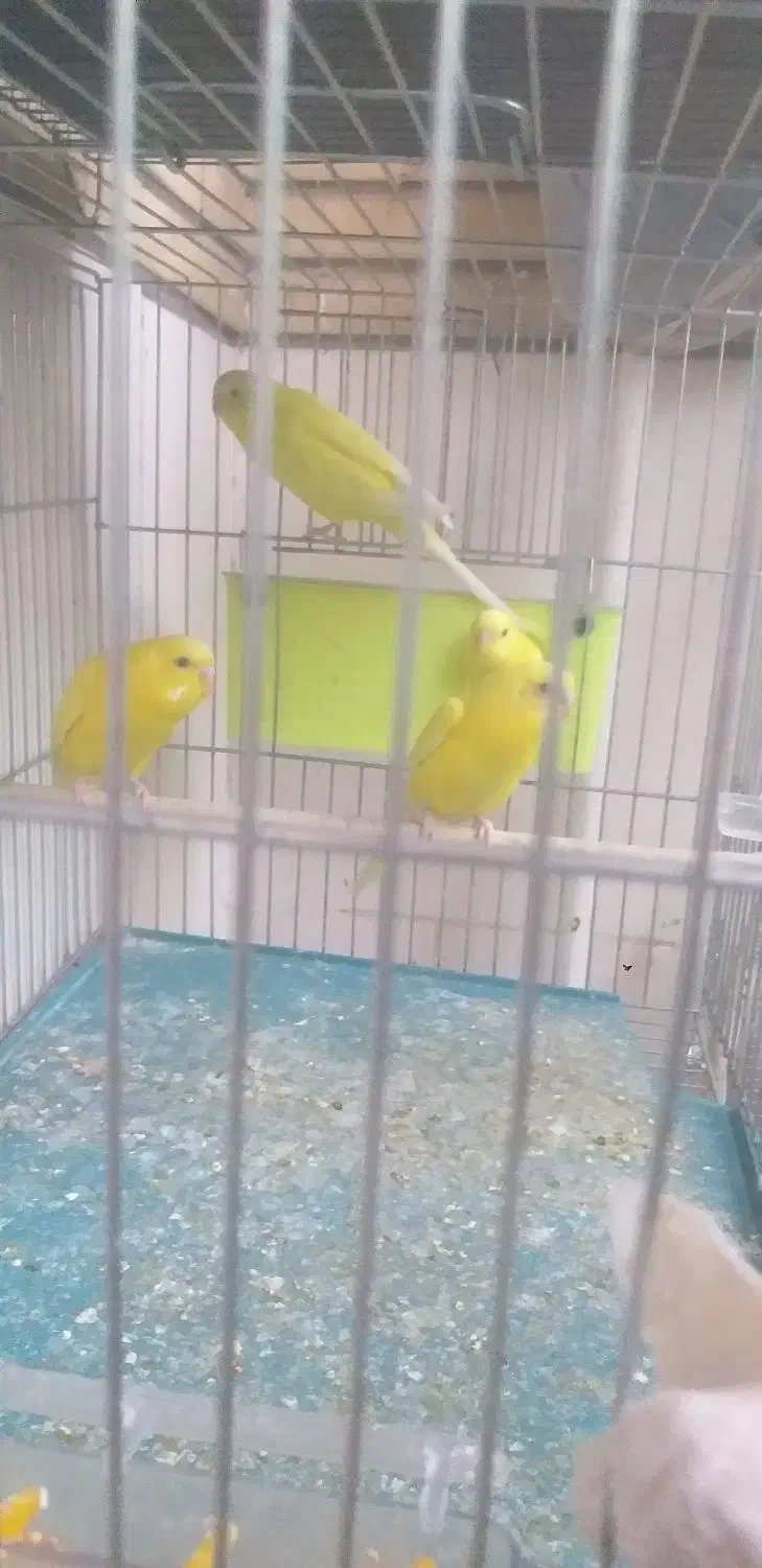 سلام ۴تا مرغ عشق هلندی زرد|پرنده|اهواز, کوی صادقیه|دیوار