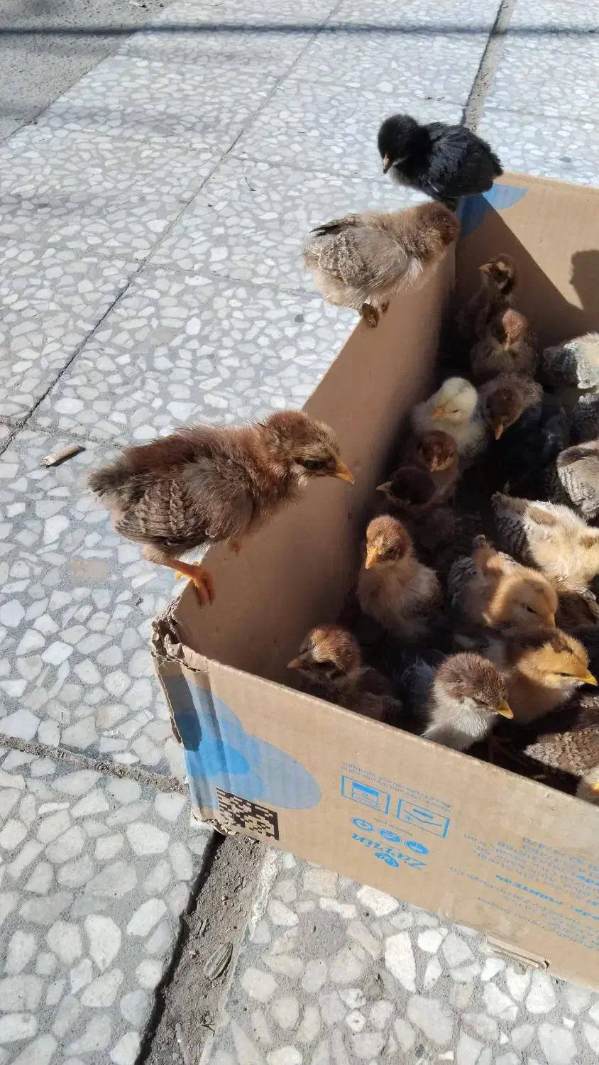 جوجه محلی|حیوانات مزرعه|مسجد سلیمان, |دیوار