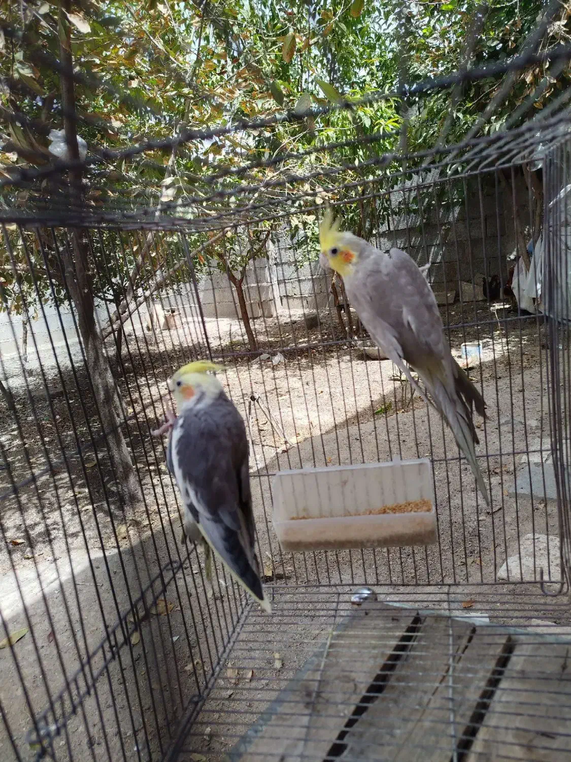 عروس هلندی ابلغ آهویی|پرنده|مشهد, چهاربرج|دیوار