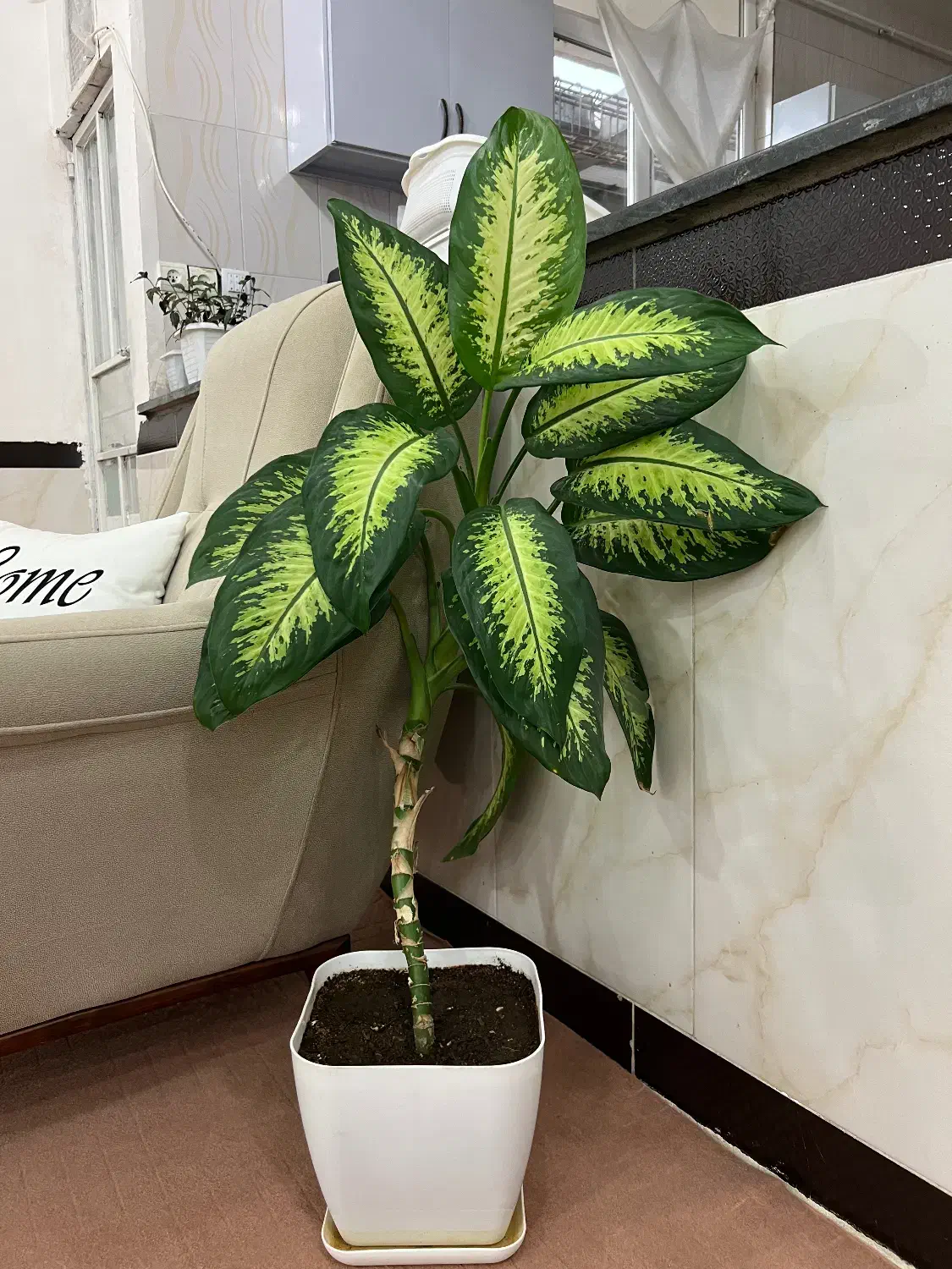 گل دیفن باخیا|گل و گیاه طبیعی|پاوه, |دیوار