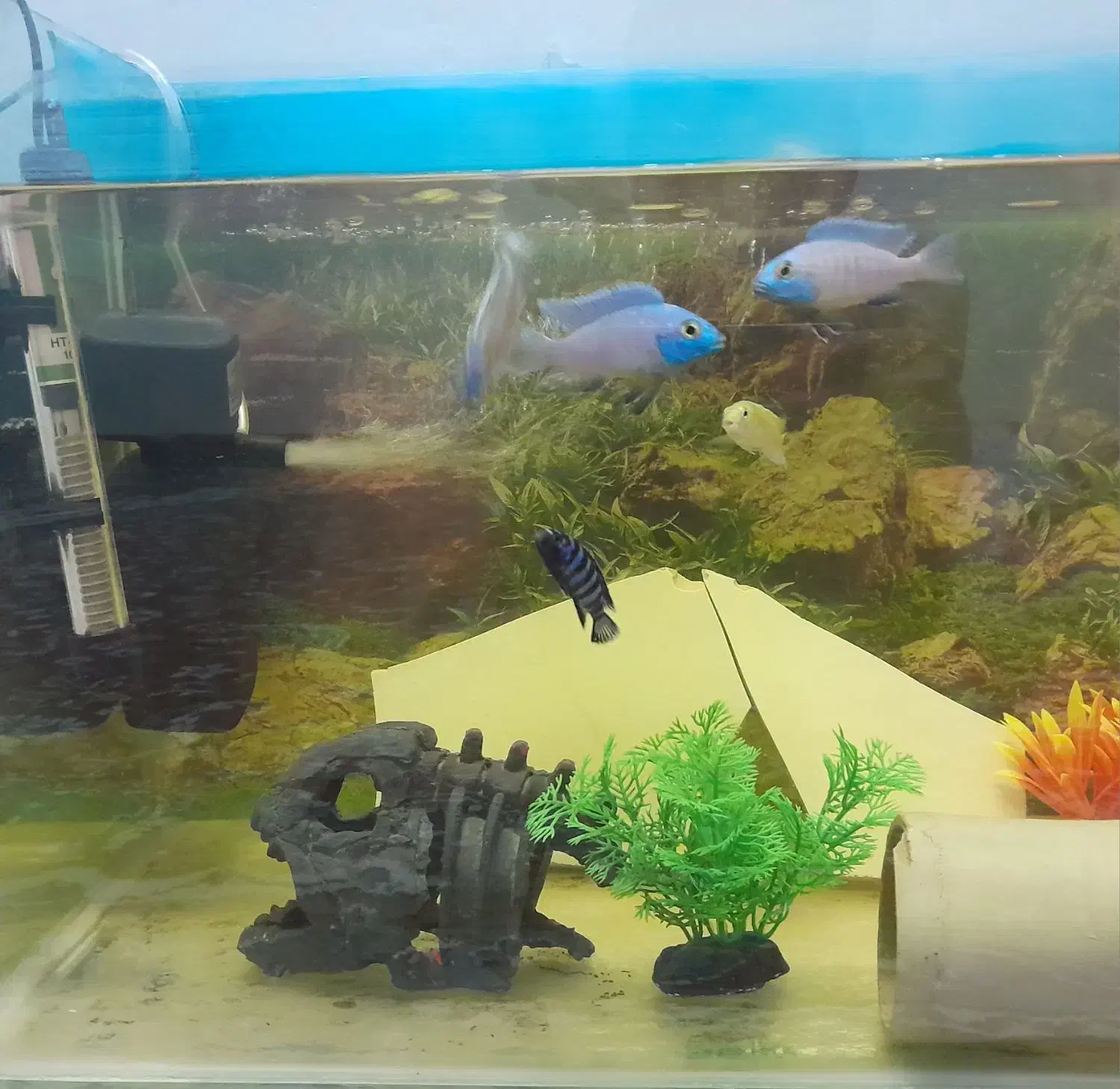 آکواریوم کامل با ماهی|ماهی|مینودشت, |دیوار