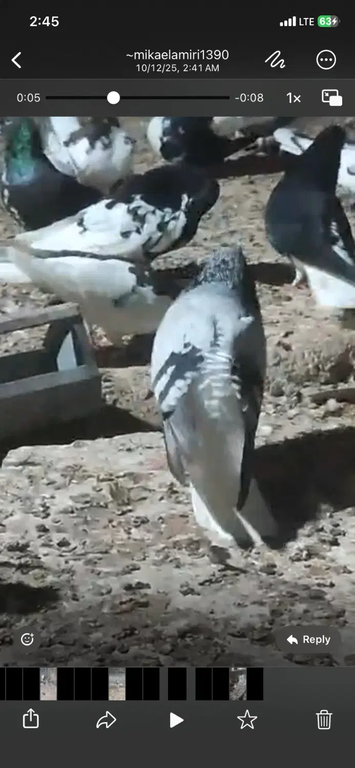 کبوتر شیش دنگ|پرنده|شیراز, دشت چنار|دیوار