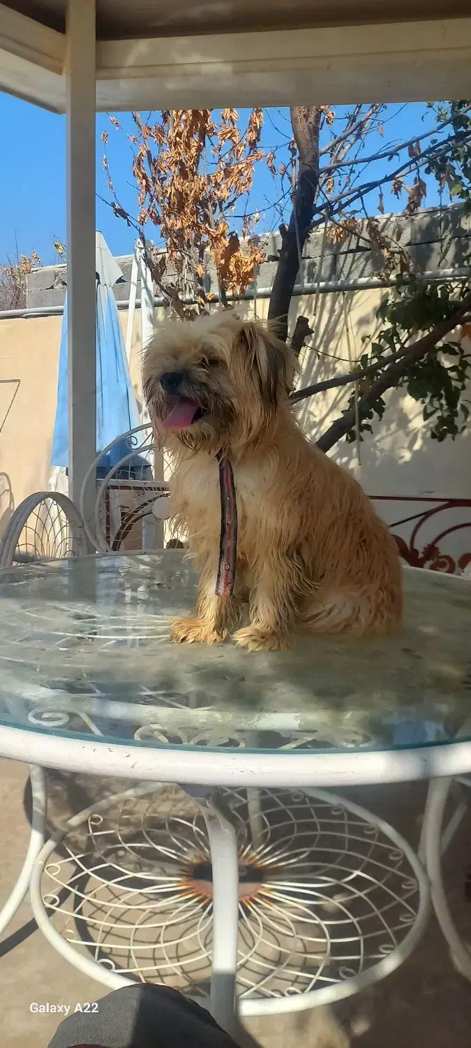 سگ واگذار می گردد|سگ|رباط‌کریم, انجم آباد|دیوار