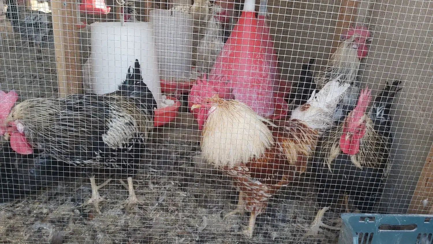 ۵ عدد خروس سرحال|حیوانات مزرعه|صوفیان, |دیوار