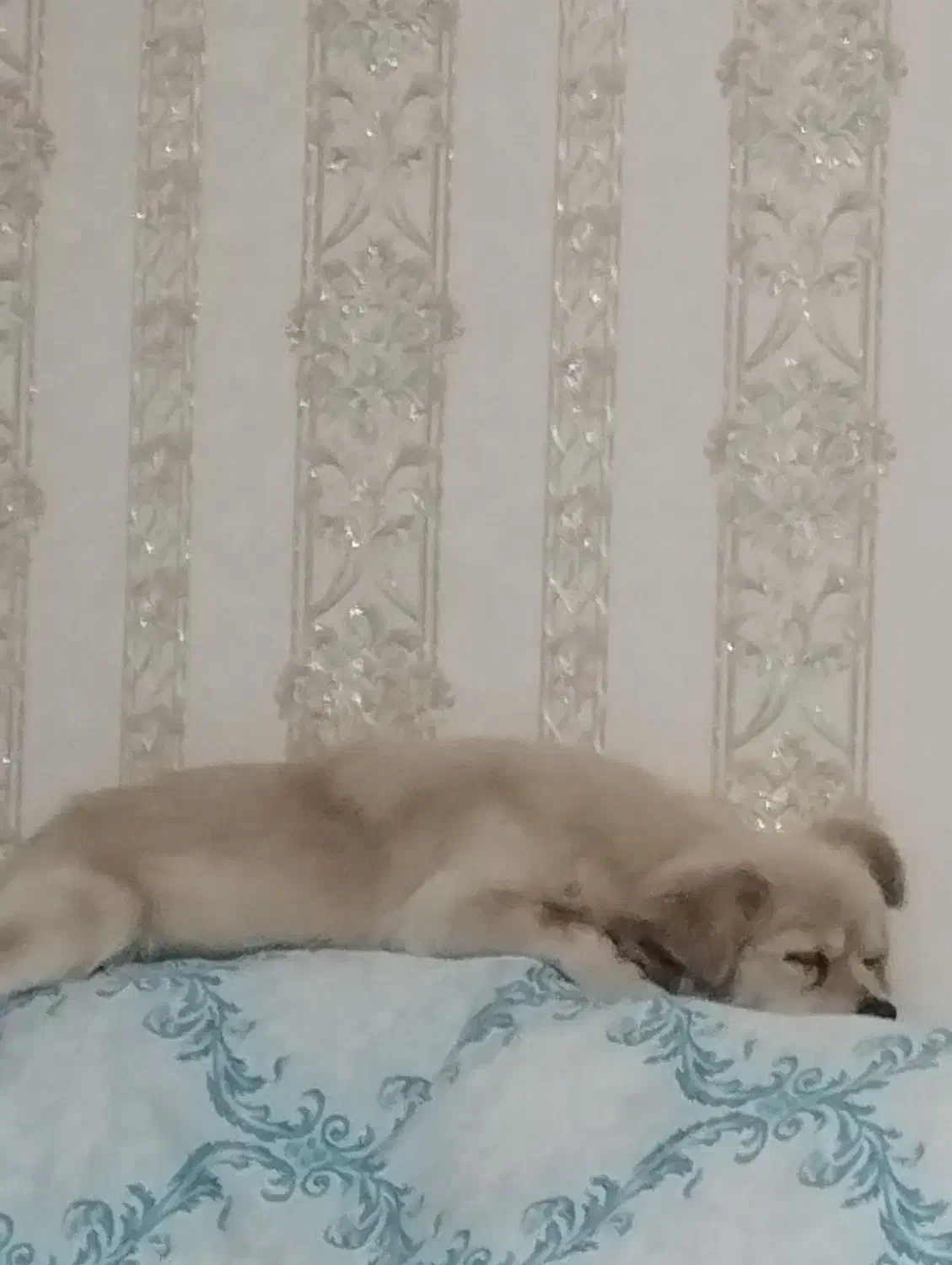 سگ پامر اشپیتز|سگ|شهریار, رضی آباد بالا|دیوار